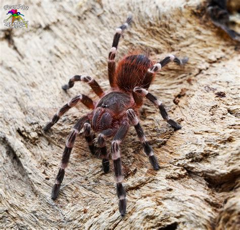 Giant White Knee Tarantula