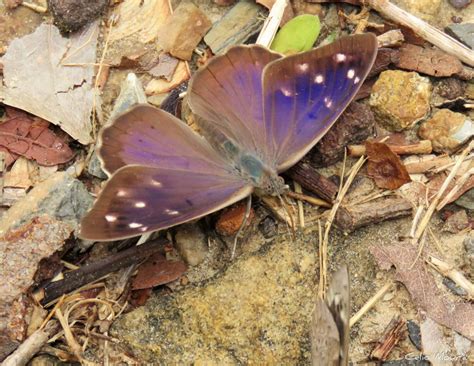 23 Amazing Purple Butterflies in The World (with Pictures)