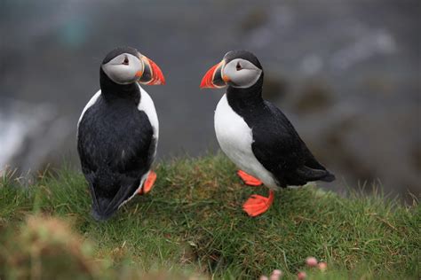 Researchers Discover Where Maine Puffins Spend the Winter - CapeCod.com