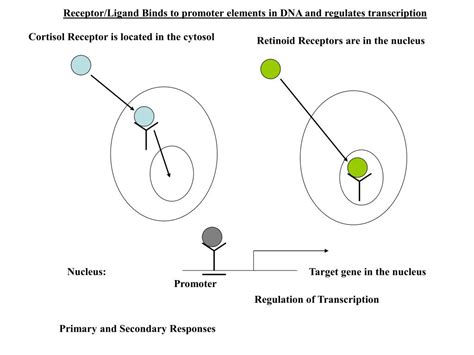 Image result for PIP2 Signaling Pathway