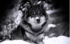 Cool Wolf Wallpapers by Free Hd Wolf Wallpapers Wallpaper Cave Cool Wolf Wallpapers
