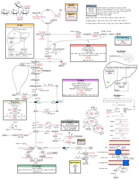 Complete MCAT & Biochem Metabolic Pathway Review Notes - Etsy
