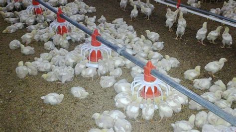 Quality Systems & Equipments Pvt Ltd Mumbai - Broiler Pan Feeding ...