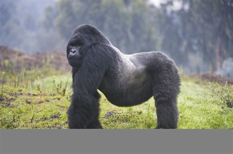 Biggest Gorilla Living Live Reporting From Rwanda At The Gorilla