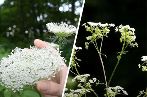Queen Anne's Lace Vs Poison Hemlock Pictures Queen Anne's Lace Vs.