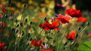 Poppies wallpapers hd, desktop backgrounds, images and pictures
