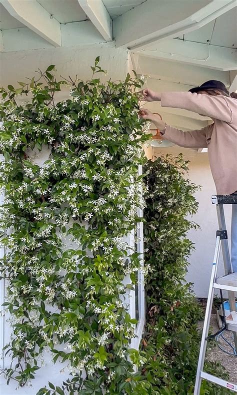 Jasmine Plant Climber
