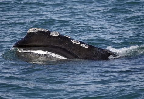 Endangered Whales List