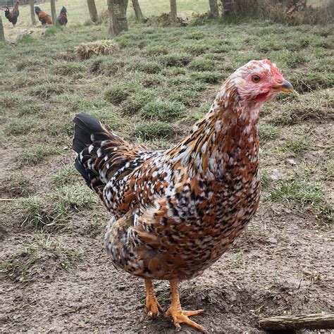 Rare Breed Hens & Welsh Harlequin Ducks - Ty'n Y Llidiart
