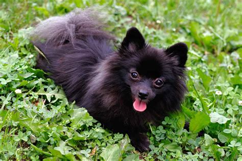 Black Pomeranian: Appearance, Genetics, Pictures & Facts