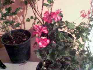 Sardunya (Pelargonium sp.) - agaclar.net