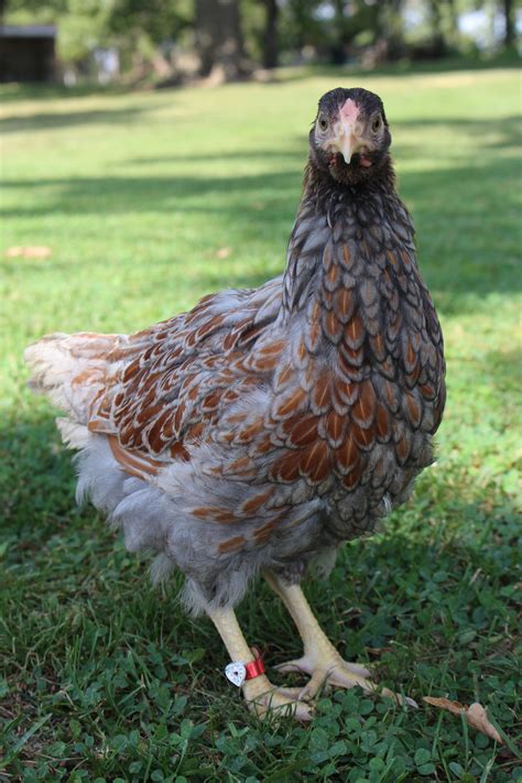 Blue Laced Red Wyandotte Hen