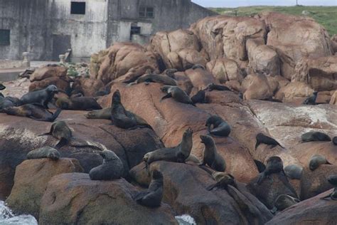 Crucero Samoa - Punta del Este | Tripadvisor