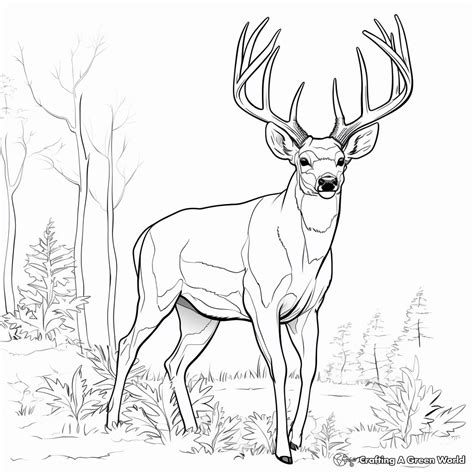 Bucks Coloring Pages - Free & Printable!