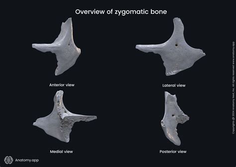 Zygomatic Bones