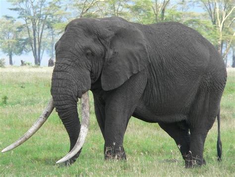 Image result for Elephant Insurance