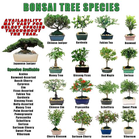 Various Kinds Of Bonsai Trees