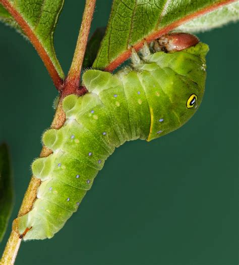 All of Nature: Tiger Swallowtail Butterfly Caterpillar