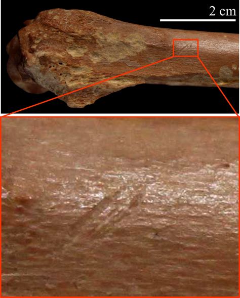 Findings on old stone tools in North Africa suggest new possibilities ...