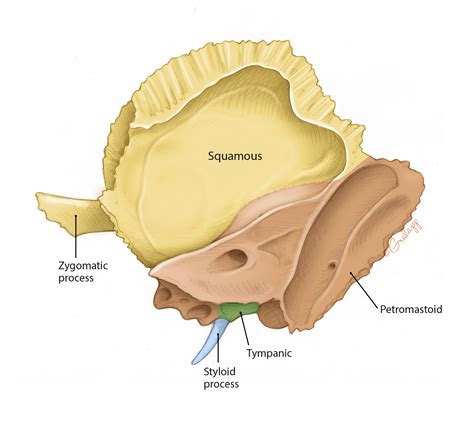 Anatomy Of Atlas Bone