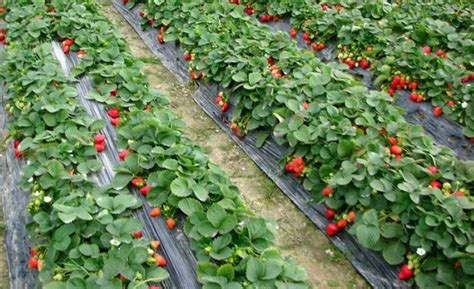 草莓种植需要哪些条件种植方法及时间 大棚草莓种植技术与管理