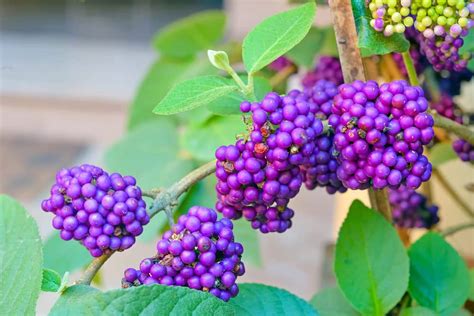 American Beauty Berry Bush Seedlings (Beautyberry) to Plant ...