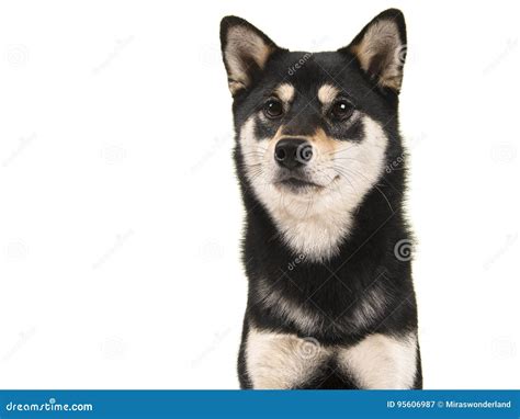 Black and Tan Shiba Inu Dog Portrait Stock Image - Image of doggy ...