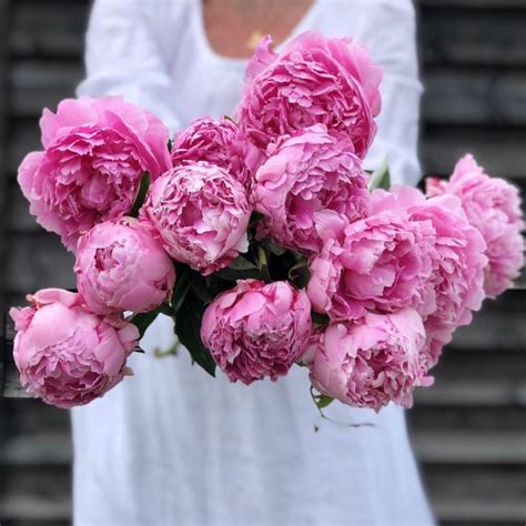 Peony flower meaning, history, and other interesting facts