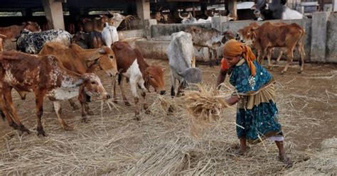 What cow-loving India should actually focus on: Making more fodder ...
