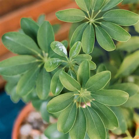 Schefflera Arboricola Flowering Season | Best Flower Site