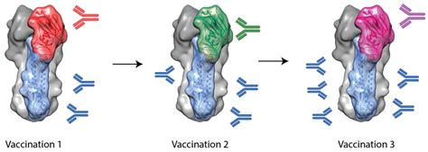 The Next Generation of Influenza Vaccines: Towards a Universal Solution