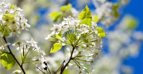 Beaty Funeral Home | Winnsboro, TX | Mineola, TX