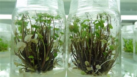 Image result for Science Experiment Conclusion Example