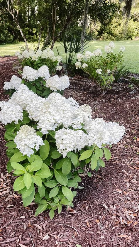 How to Care for White Wedding Hydrangeas - The Coastal Oak