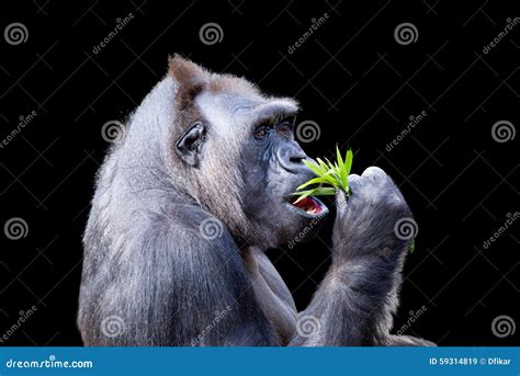 Gorilla Dining on Foliage stock image. Image of herbivore - 59314819
