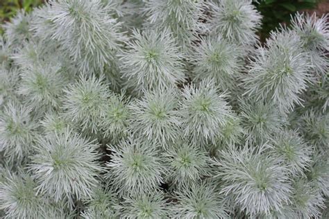 Silver Foliage Perennials 11 Silver Leaved Perennials You Can Enjoy