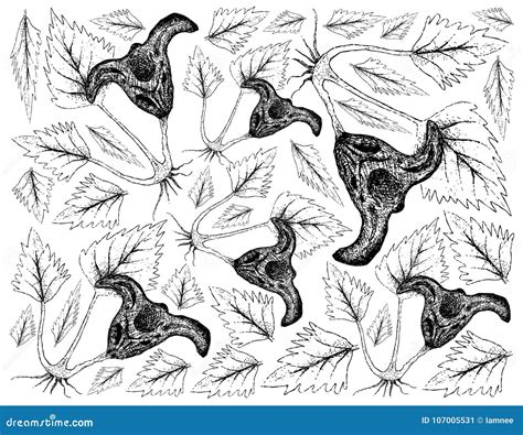 Hand Drawn Of Water Caltrop Plant On White Background Cartoon Vector | CartoonDealer.com #107005531