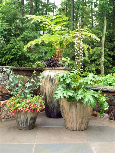 Best Outdoor Large Potted Plants at Glenn Barbee blog