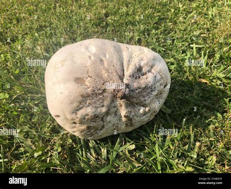 giant puffball (Calvatia gigantea) Fungi Stock Photo - Alamy
