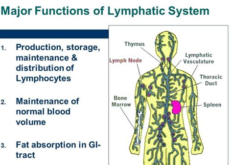 Body Fluids and Circulation - Blood and Lymph (August 16) Free MCQ ...