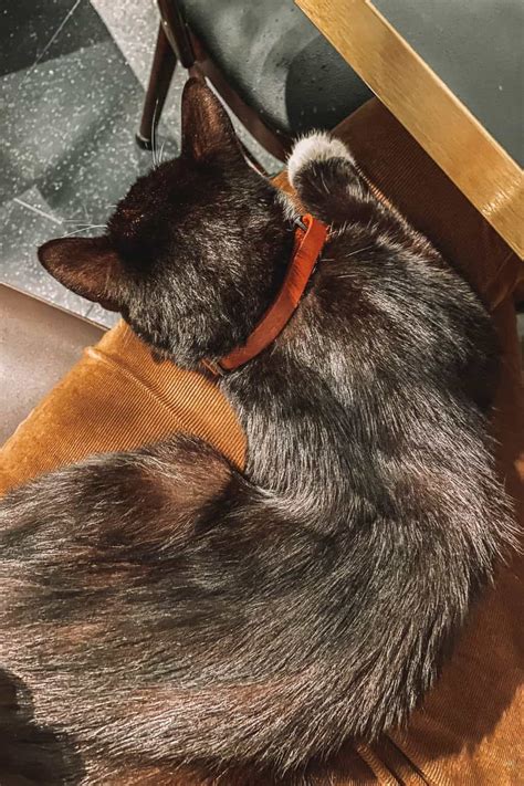 Java Whiskers Logo 的图像结果