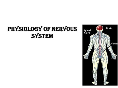 Image result for Nervous System Function Overview
