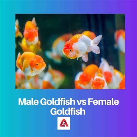 Male vs Female Goldfish: Difference and Comparison