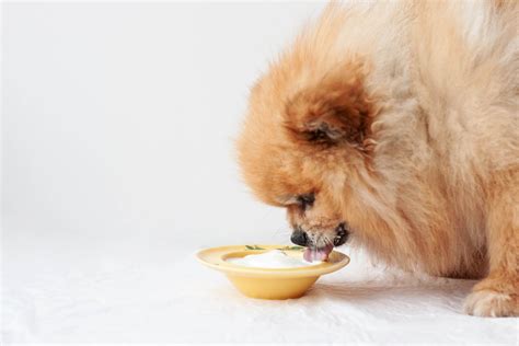 Can Dogs Eat Yogurt? A Comprehensive Guide - Dr. Marty Pets