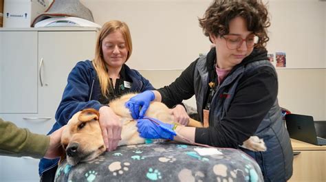 These very good dogs (and sedated cats) are saving lives as blood ...