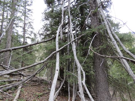 RMSO Bigfoot: Bigfoot Roar in Rocky Mountains of Montana Colorado & Utah