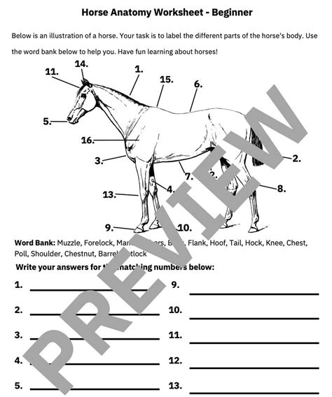 Horse Anatomy Worksheet for Beginners - Fun and Educational PDF ...