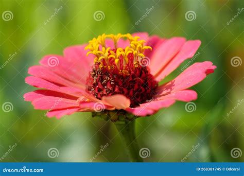 Zinnia - Genus of Plants of Tribe Heliantheae within Family Asteraceae Stock Image - Image of ...