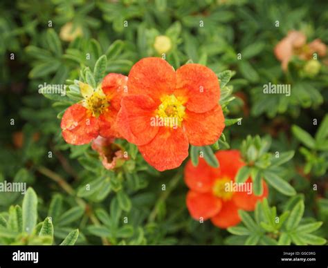 Flowers and colours Stock Photo - Alamy