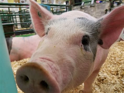 Dane County Fair Forms New Club for Aged Out Youth - Mid-West Farm Report